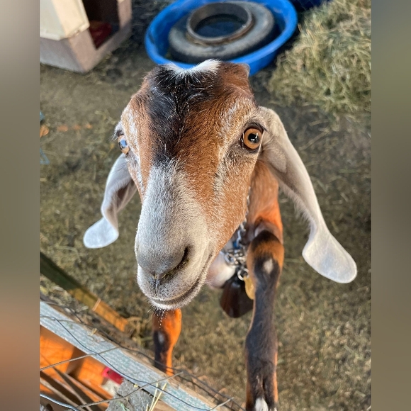 COPY - Reseller Dream Mystery 5lbs box - Picture 2 of 3